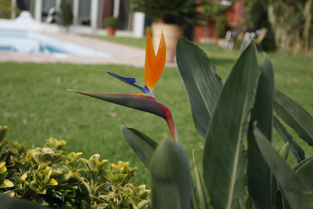 Hotel Oasis Kordoba Bagian luar foto
